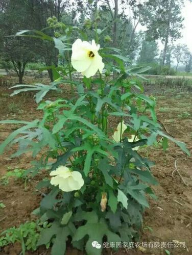 金葵花种植技术