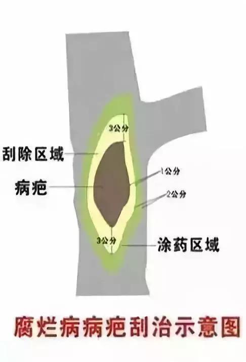 苹果园管理(二月份)