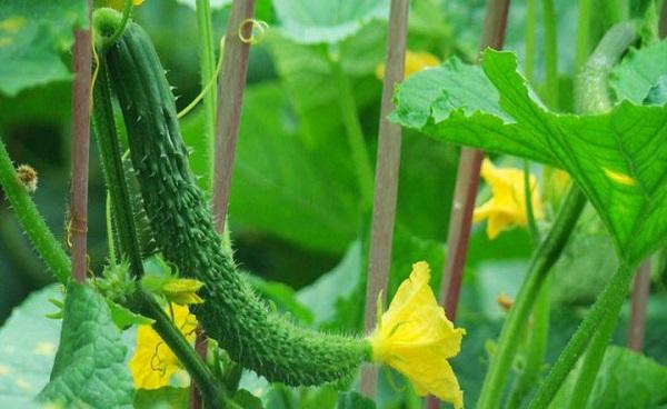 黄瓜定植后促生根方法 黄瓜秧苗几天浇一次水