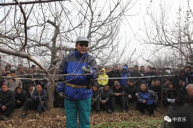 十年生苹果乔化树冬季修剪【视频】(乔化苹果树几年结果)