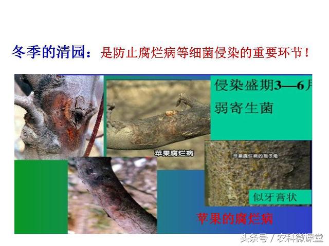 苹果秋冬施肥管理技术(苹果树冬季施肥好.还是来年春季好)