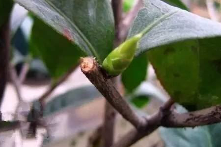 茶花修剪时间和方法(茶花修剪技巧)