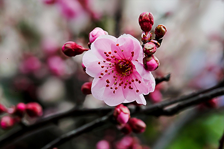 冬季开什么花(冬季开什么花最好看)