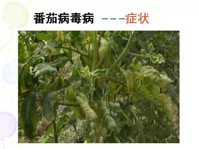 番茄病虫害图解及防治方法(番茄病虫害图片与防治方法)