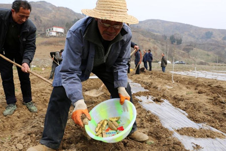 土豆什么时候种(土豆什么时候种才合适)