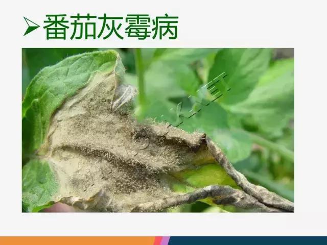 西红柿“十四大”病害症状和解决方案