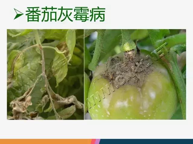 西红柿“十四大”病害症状和解决方案