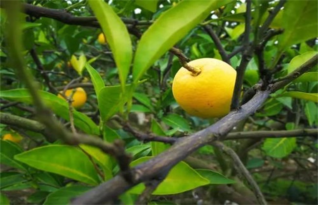 脐橙树花果期管理要点(脐橙的花期)