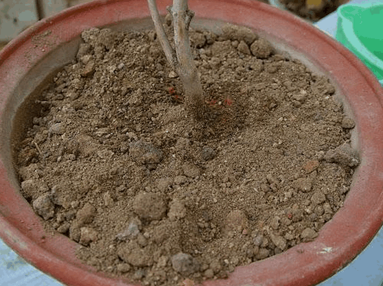 茶花如何上盆(茶花上盆最好方法)