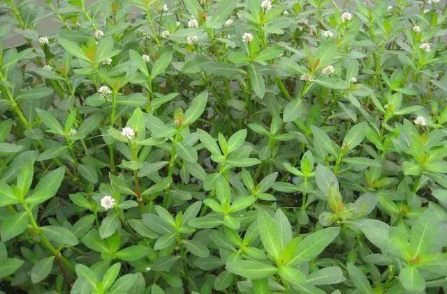 满地都是水花生(水花生是什么植物)