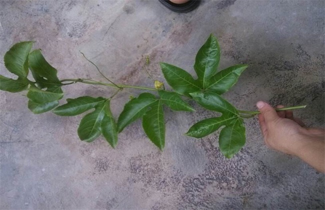 百香果的繁殖办法(进境植物繁殖材料检疫管理办法)