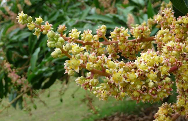 芒果产地在哪里(攀枝花芒果产地在哪里)