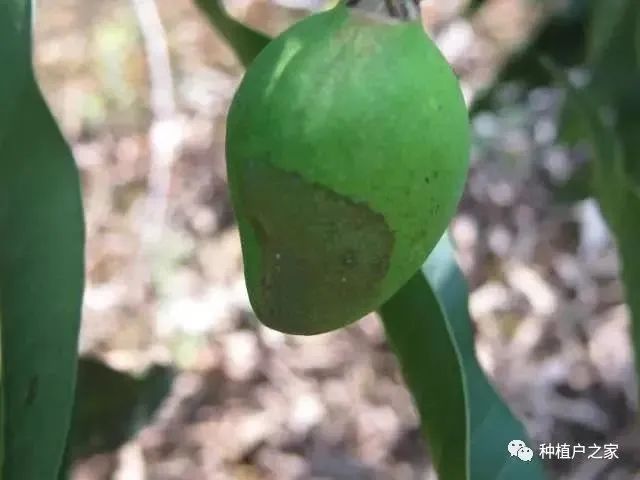 芒果种植5月怎么管理(芒果种植技术与管理教程)