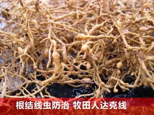 蔬菜大棚根线虫多怎么解决