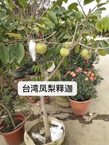 番荔枝种植温度