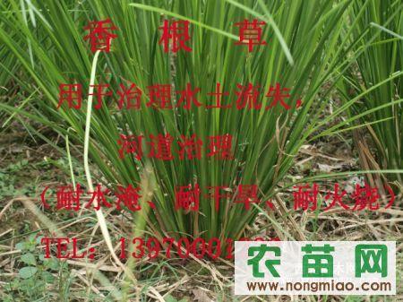 香根草防治水稻害虫