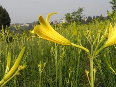 黄花菜的种植与栽培