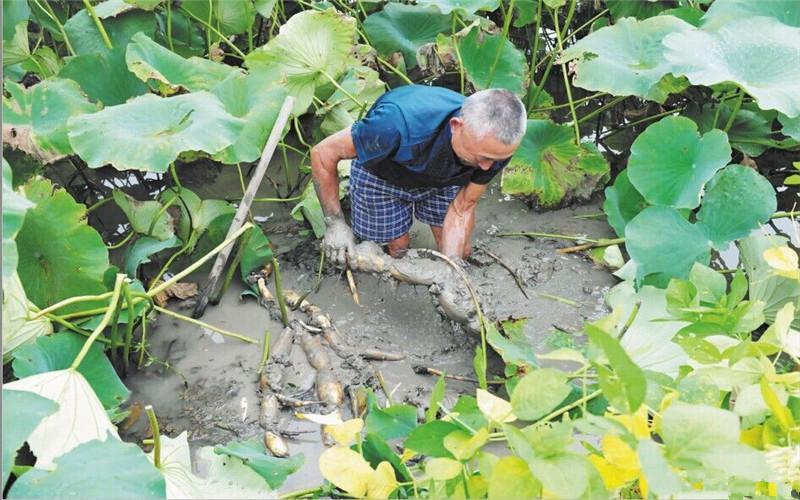 莲藕种植方法和技术