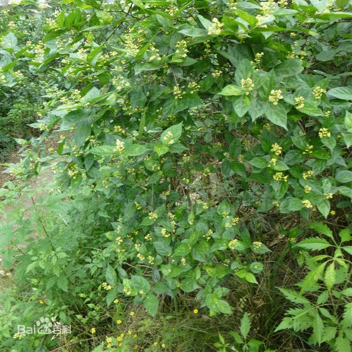 夏季黄荆下山桩怎样种植成活率高