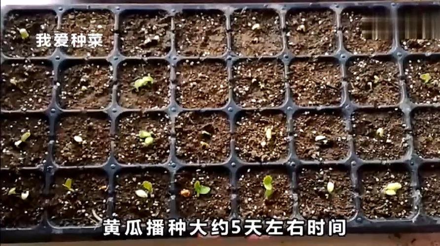 黄瓜定植后缓苗的特征