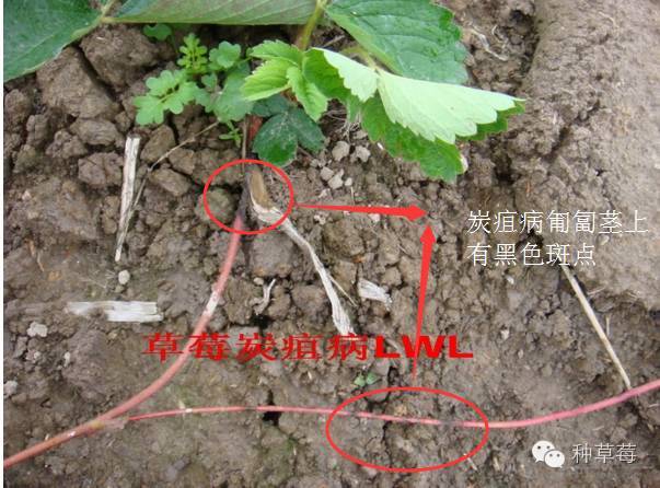 草莓最全的病虫害防治方案