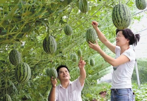 台州西瓜长季节栽培技术