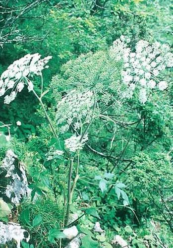 羌活种植技术视频(羌活种植技术视频教学)