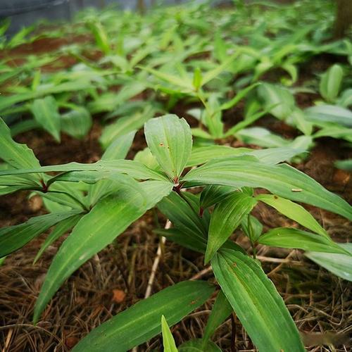 山东黄精种植技术