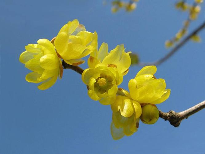 梅花用什么促花(红梅花冬天怎么促花)