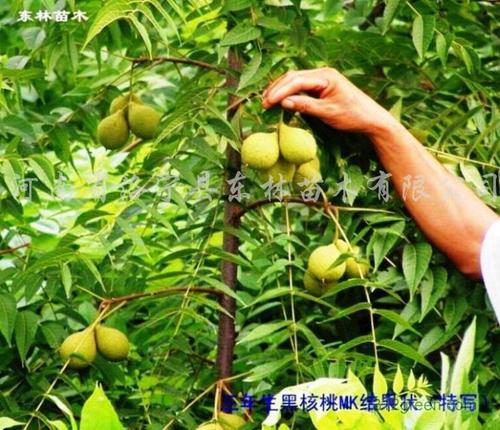 美国黑核桃种植技术(美国黑核桃种植前景)