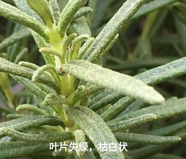 柚子红蜘蛛用什么药防治(柚子树红蜘蛛用什么药最有效)