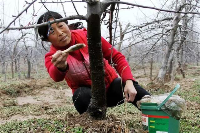 苹果树病虫害防治全年用药推荐(苹果树病虫害防治手册)