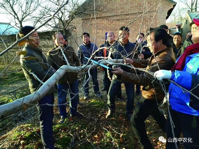 16种不正常苹果树冬剪诀窍