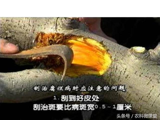 苹果秋冬施肥管理技术(苹果树冬季施肥好.还是来年春季好)