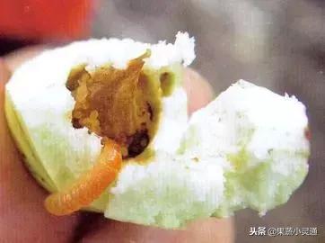 枣树主要病虫害以及防治方案(农广天地枣树病虫害防治视频)