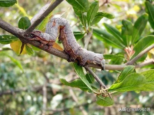 枣树主要病虫害以及防治方案(农广天地枣树病虫害防治视频)