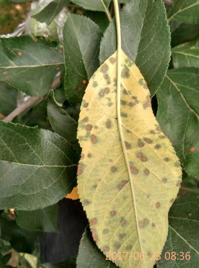 苹果早期落叶病防治(苹果早期落叶病的防治)