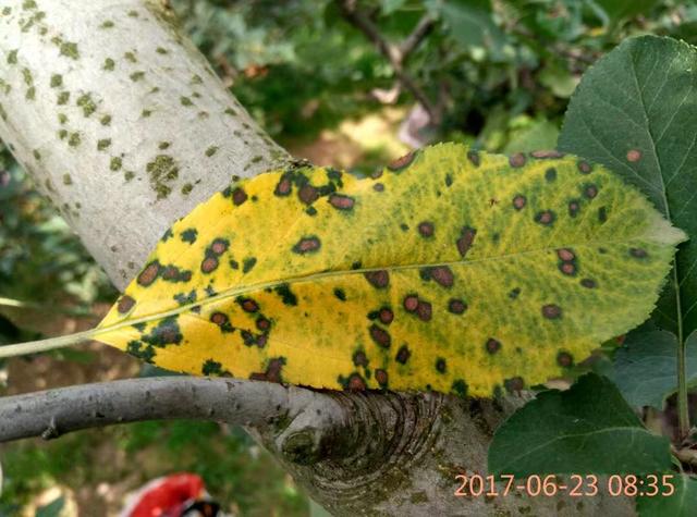 苹果早期落叶病防治(苹果早期落叶病的防治)