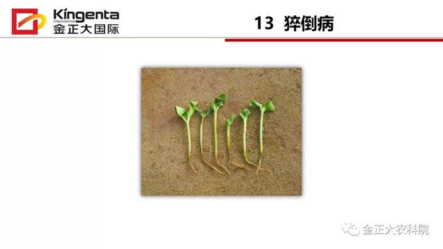 甜瓜植保简介(博洋9号甜瓜简介)