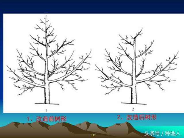 核桃整形修剪技术图解(树木整形修剪技术图解)