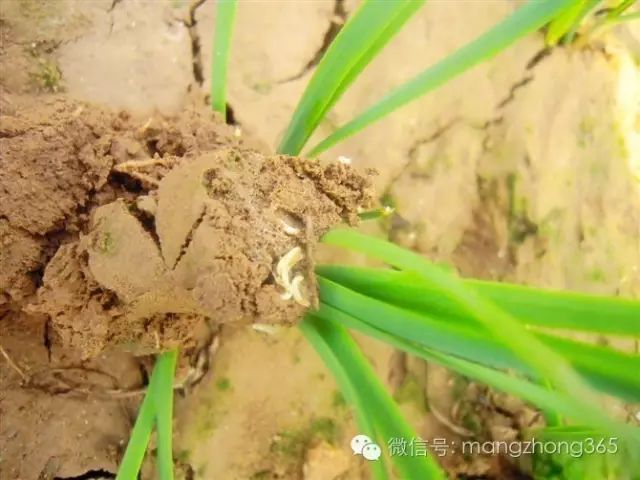 韭菜种植技术(韭菜种植技术要点)