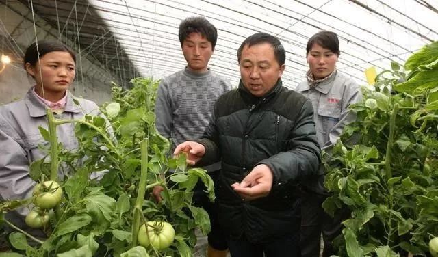 温室的保温防寒、越冬茬蔬菜的管理(冬季在温室中栽培蔬菜)