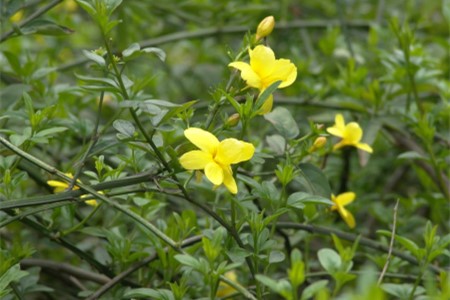 迎春花在什么季节开(迎春花什么时间开)