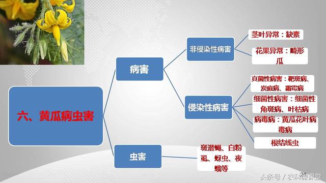 黄瓜栽培管理技术——专题讲座