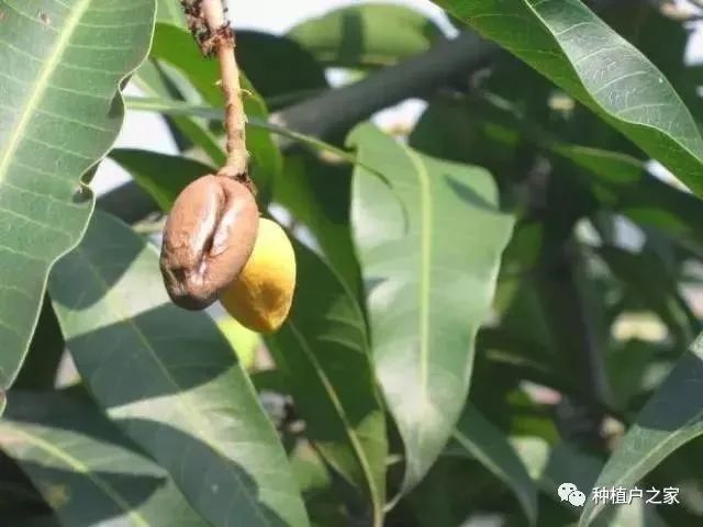 芒果种植5月怎么管理(芒果种植技术与管理教程)