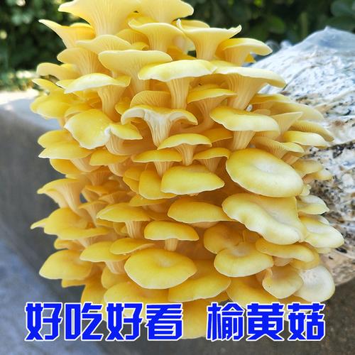 黄蘑菇怎么种植