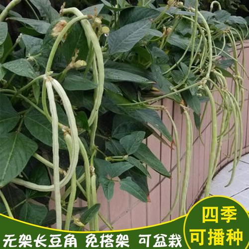 盆栽无架豆角的种植方法和时间