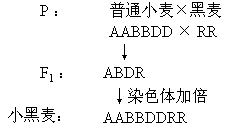 普通小麦的育种过程