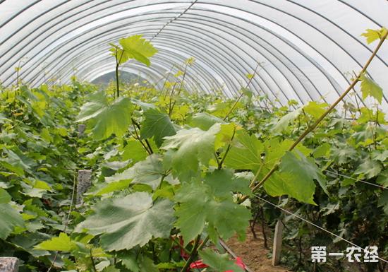 大棚葡萄种植技术预测(大棚葡萄种植技术预测视频)