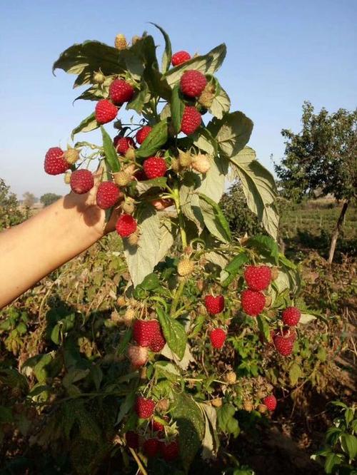 红树莓种植技术视频